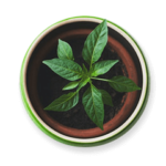 Ayuervedic Ai