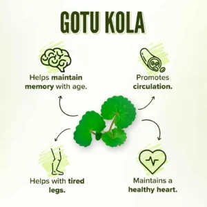 Gotu Kola