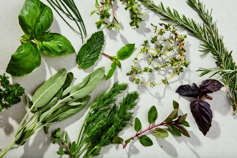 herbs1
