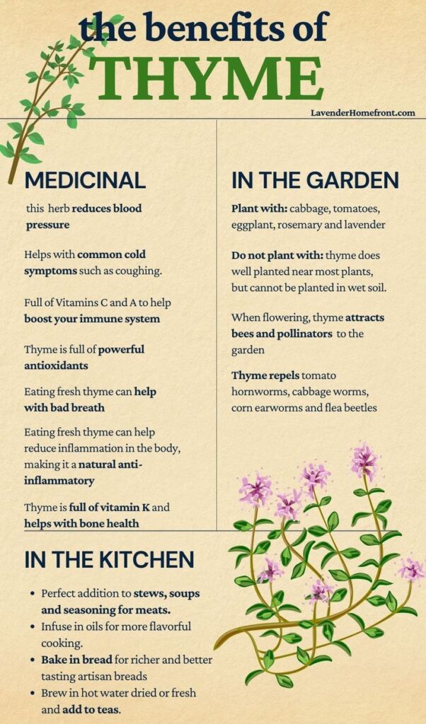 thyme2