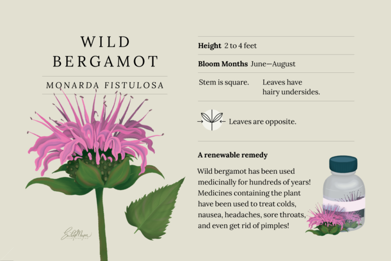Bargamot