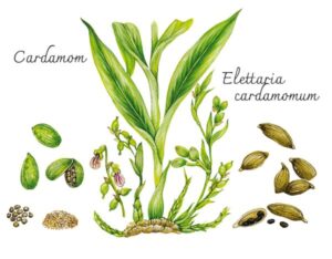 Cardamom