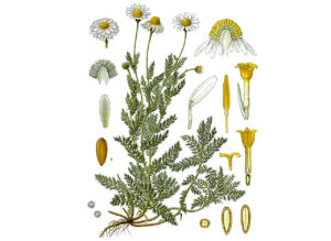 Chamomile