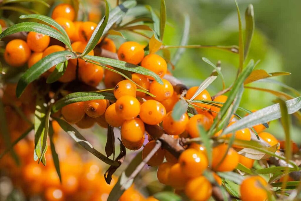 Sea Buckthorn