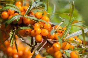 Sea Buckthorn